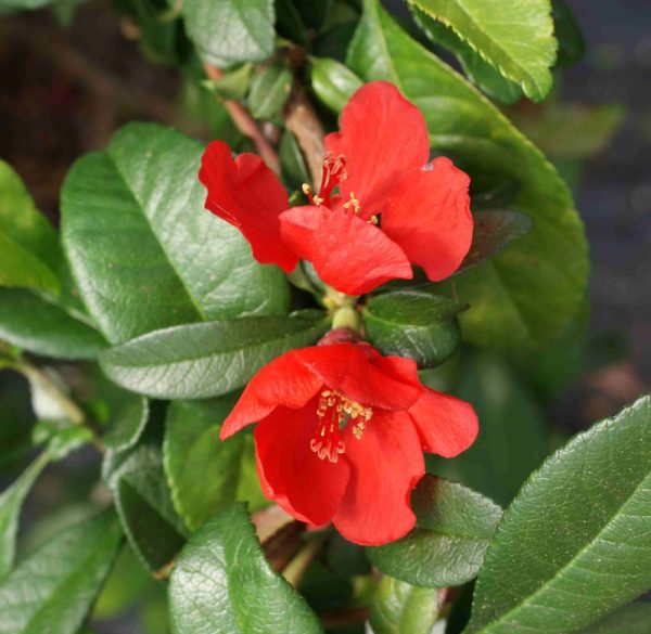 CHAENOMELES speciosa rubra