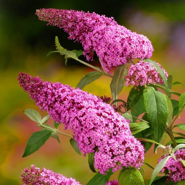 BUDDLEIA davidii Pink delight