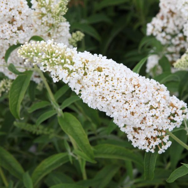 BUDDLEIA davidii White profusion