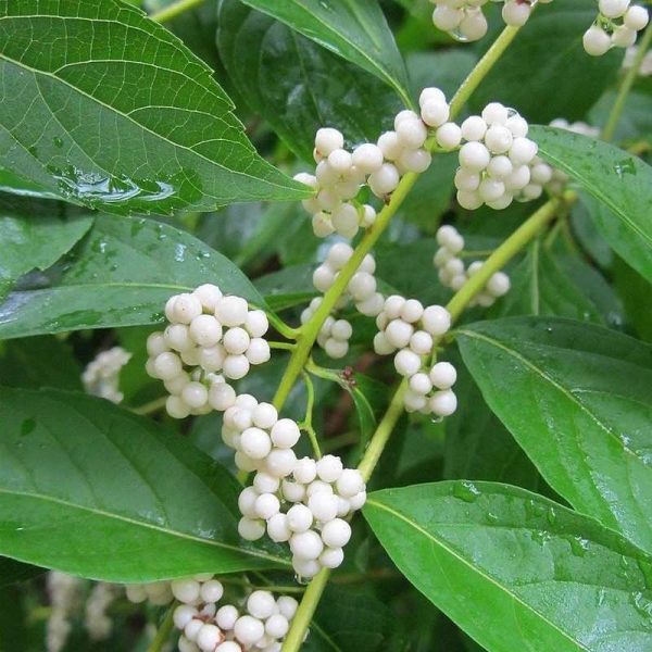 CALLICARPA dichotoma Albibacea