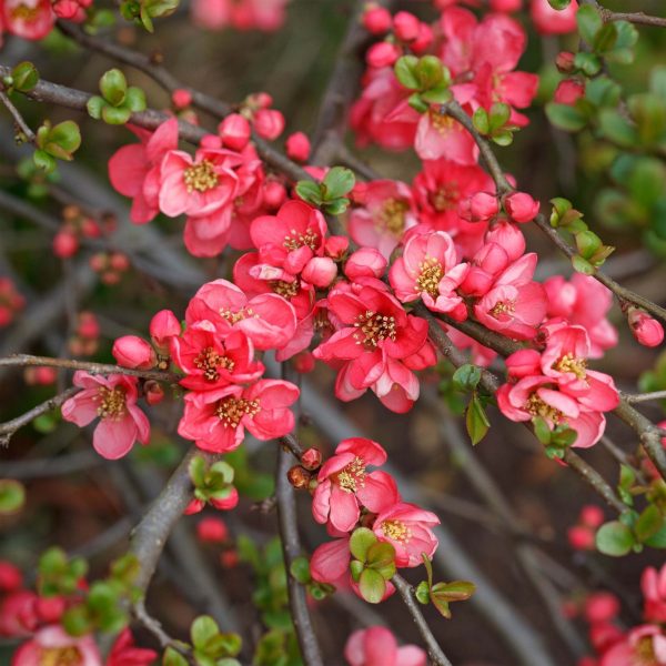 CHAENOMELES Japonica Pink Lady