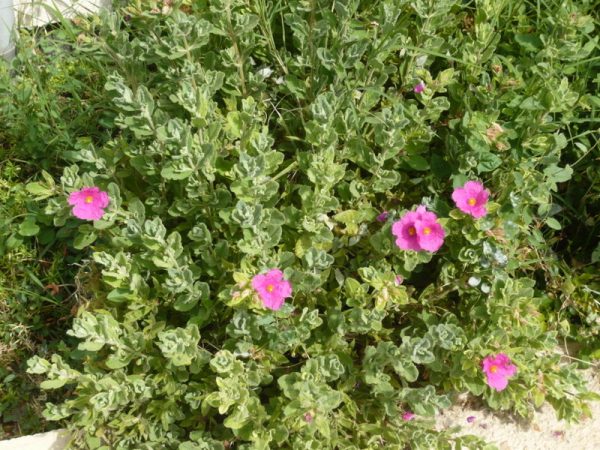 CISTUS crispus