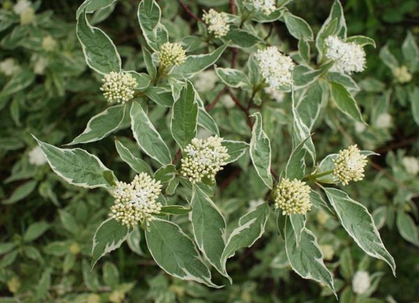 CORNUS alba Elegantissima