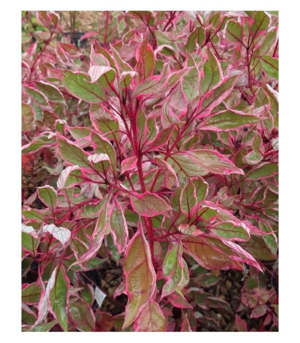 CORNUS alba Miracle "Verpaalen2"