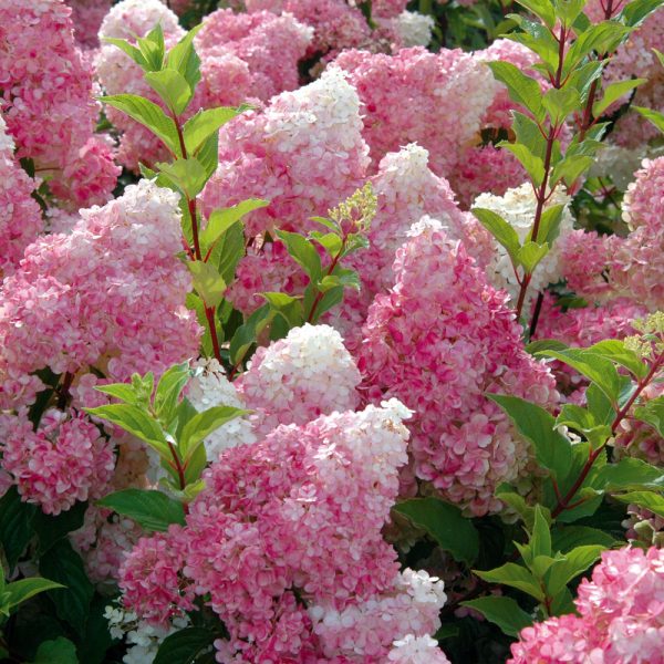 HYDRANGEA paniculata Sundae fraise