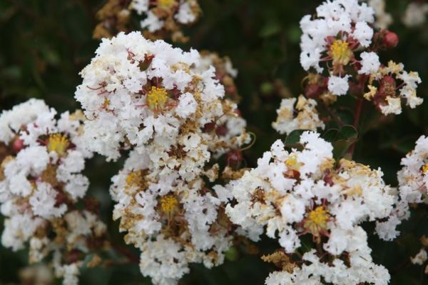 LAGERSTROEMIA Neige d'été