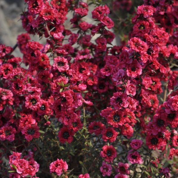 LEPTOSPERMUM scoparium Rouge foncé