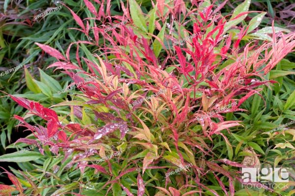 NANDINA domestica Plum Passion