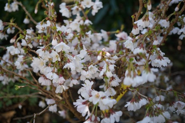 PRUNUS indica Kojo no mai