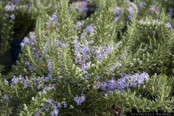 ROSMARINUS officinalis Pointe du raz