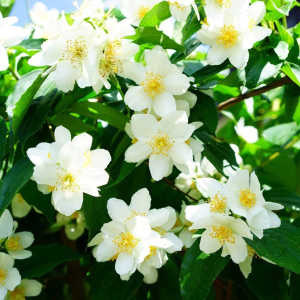 PHILADELPHUS coronarius